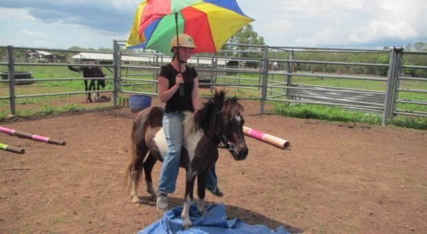 Minis Under Saddle