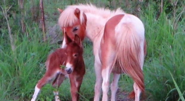 Final Foal for 2016 and what a cracker