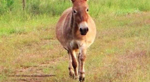 Mule Update