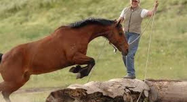 Horsemanship Coaching and Lessons
