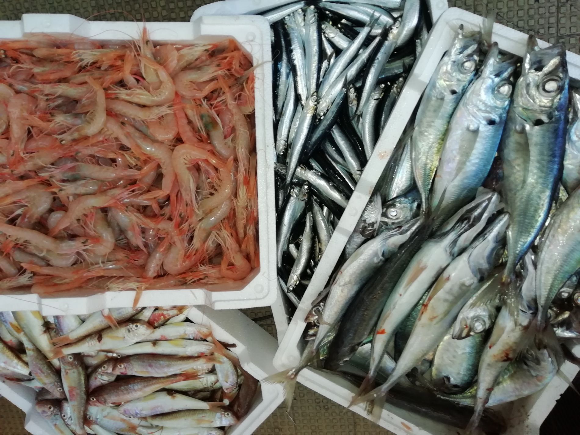 pesce fresco di qualità
