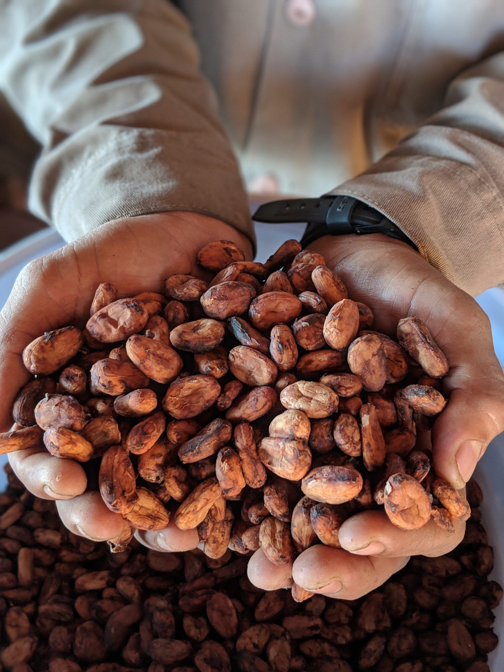 Hands holding a pile of cocoa beans