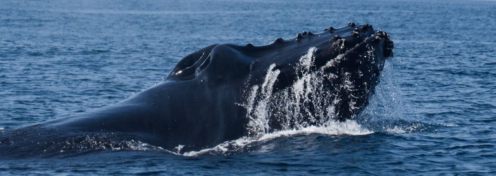 A black whale surfacing in the ocean, with water splashing around its head.