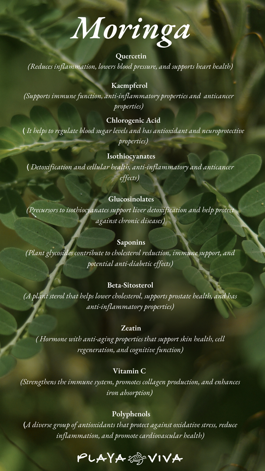 Moringa plant poster with white text over a green leafy background