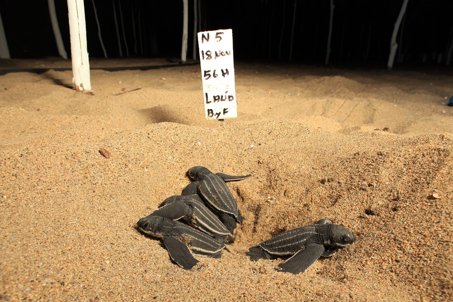 Baby sea turtles on sandy beach near a numbered sign, likely a nesting site