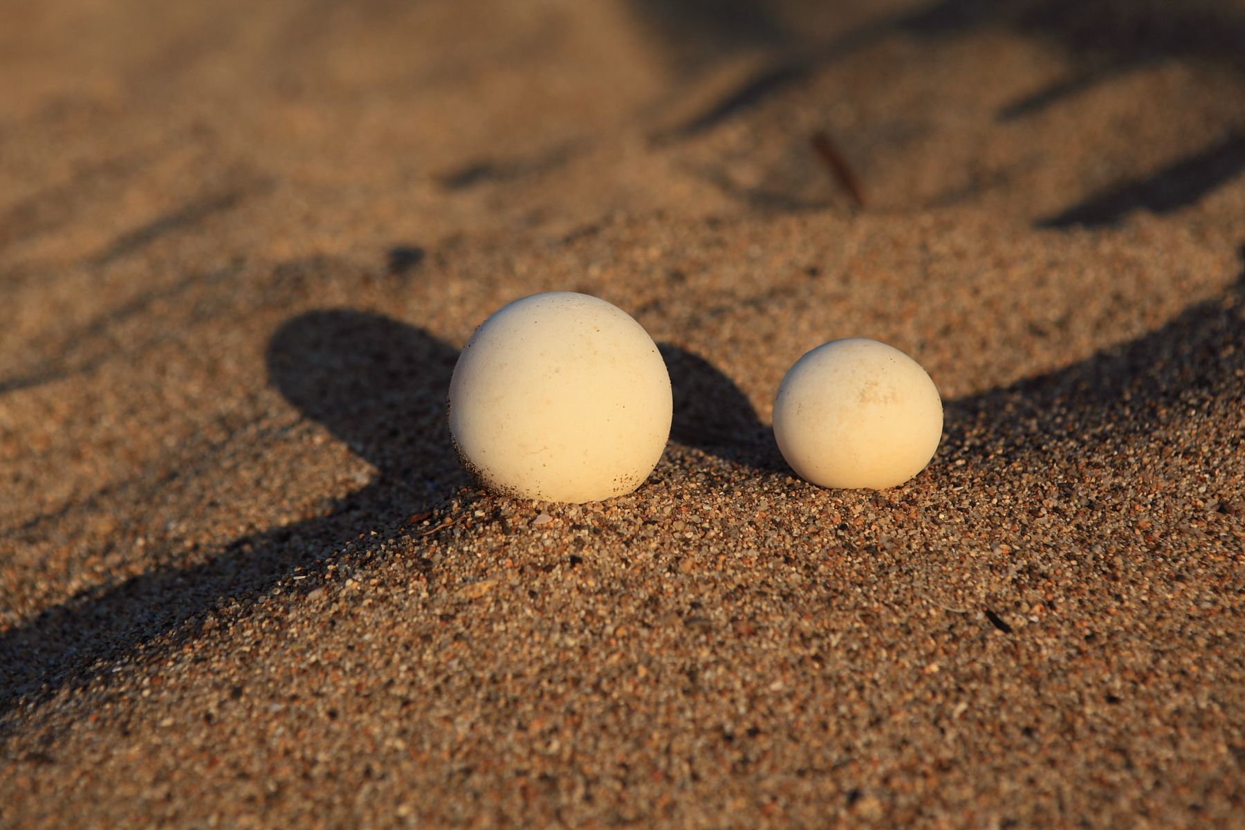 Two white spherical objects resting on sandy ground, with long shadows in warm sunlight