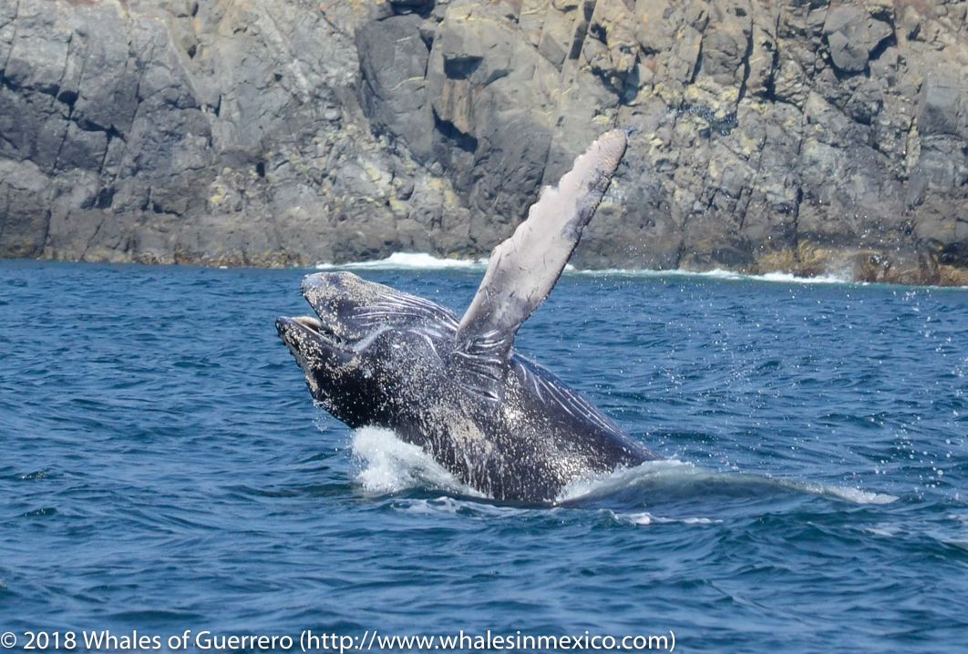 Whale breaching from blue ocean near rocky shoreline
