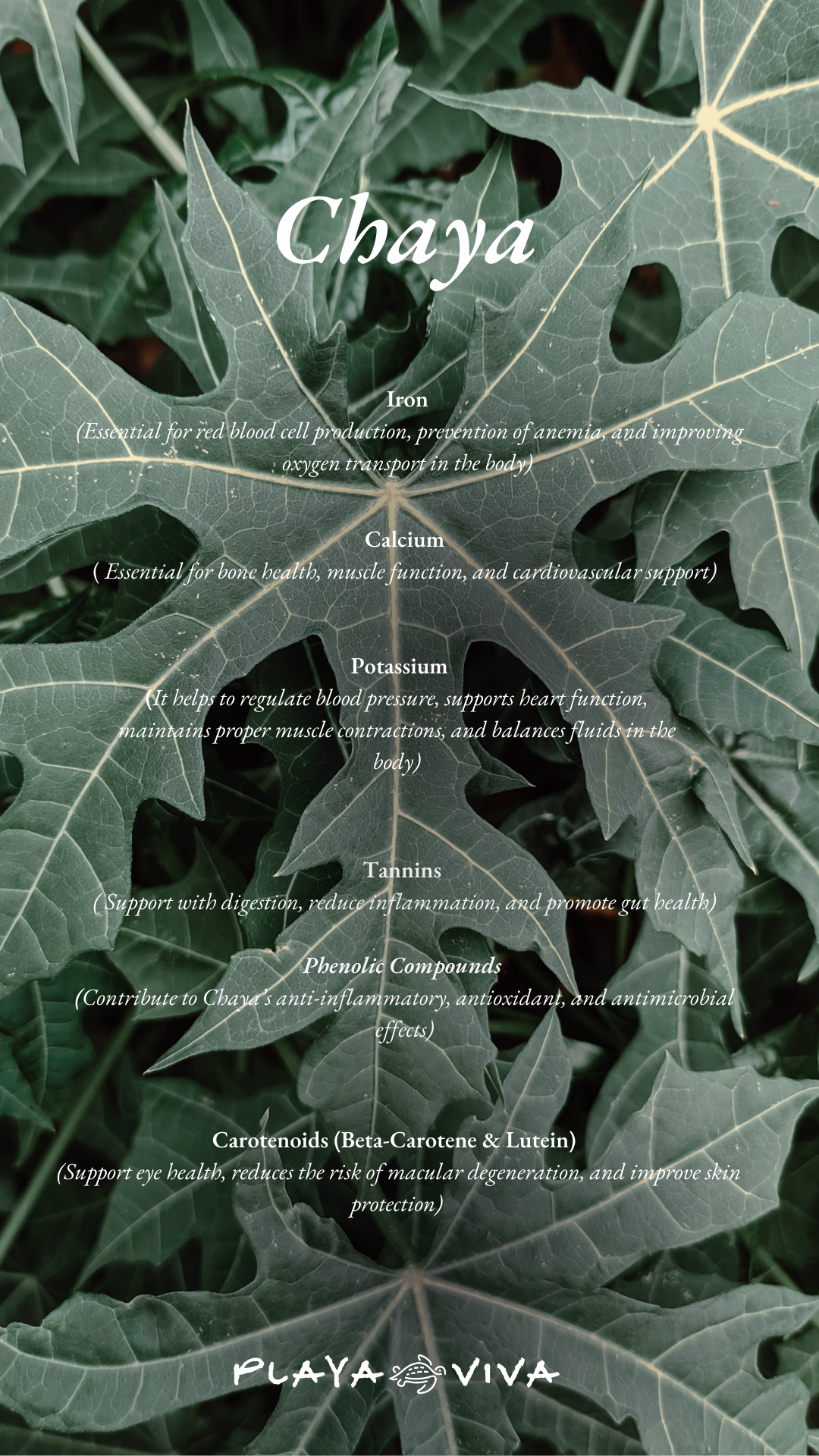 Stylized poster with a large green leaf background and white text reading “Chaya.”
