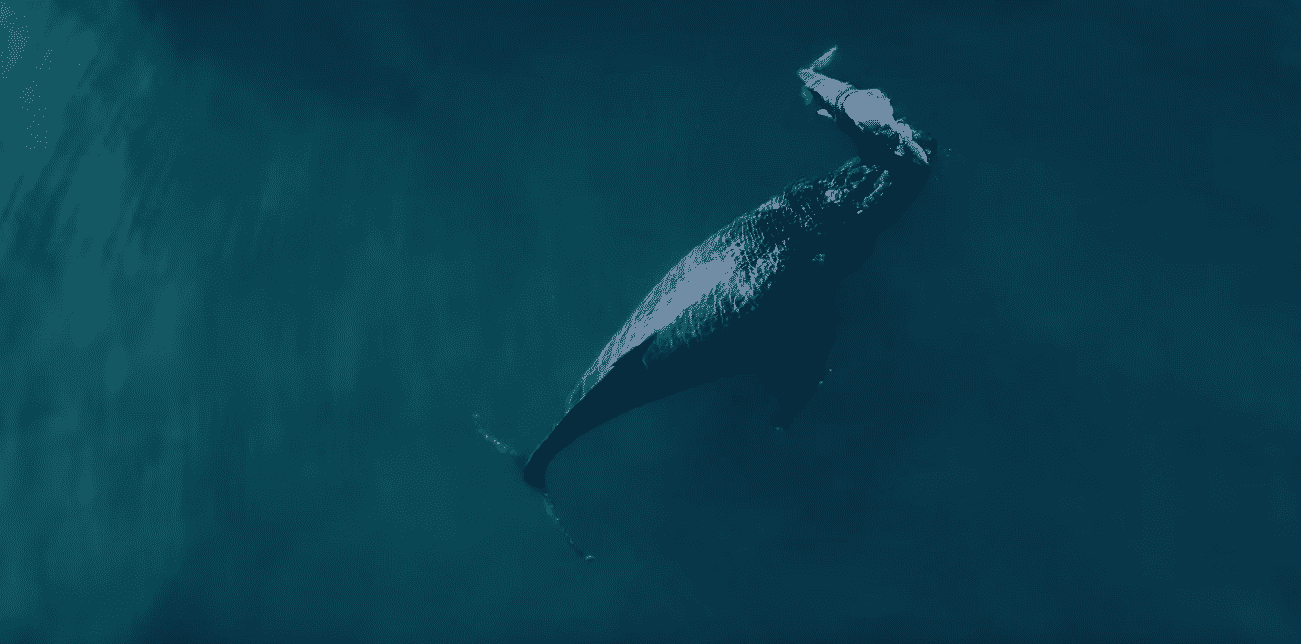 A whale swims in dark teal water, seen from above.