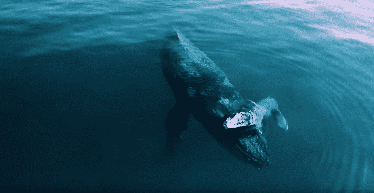 Whale swimming underwater with a small boat on its back