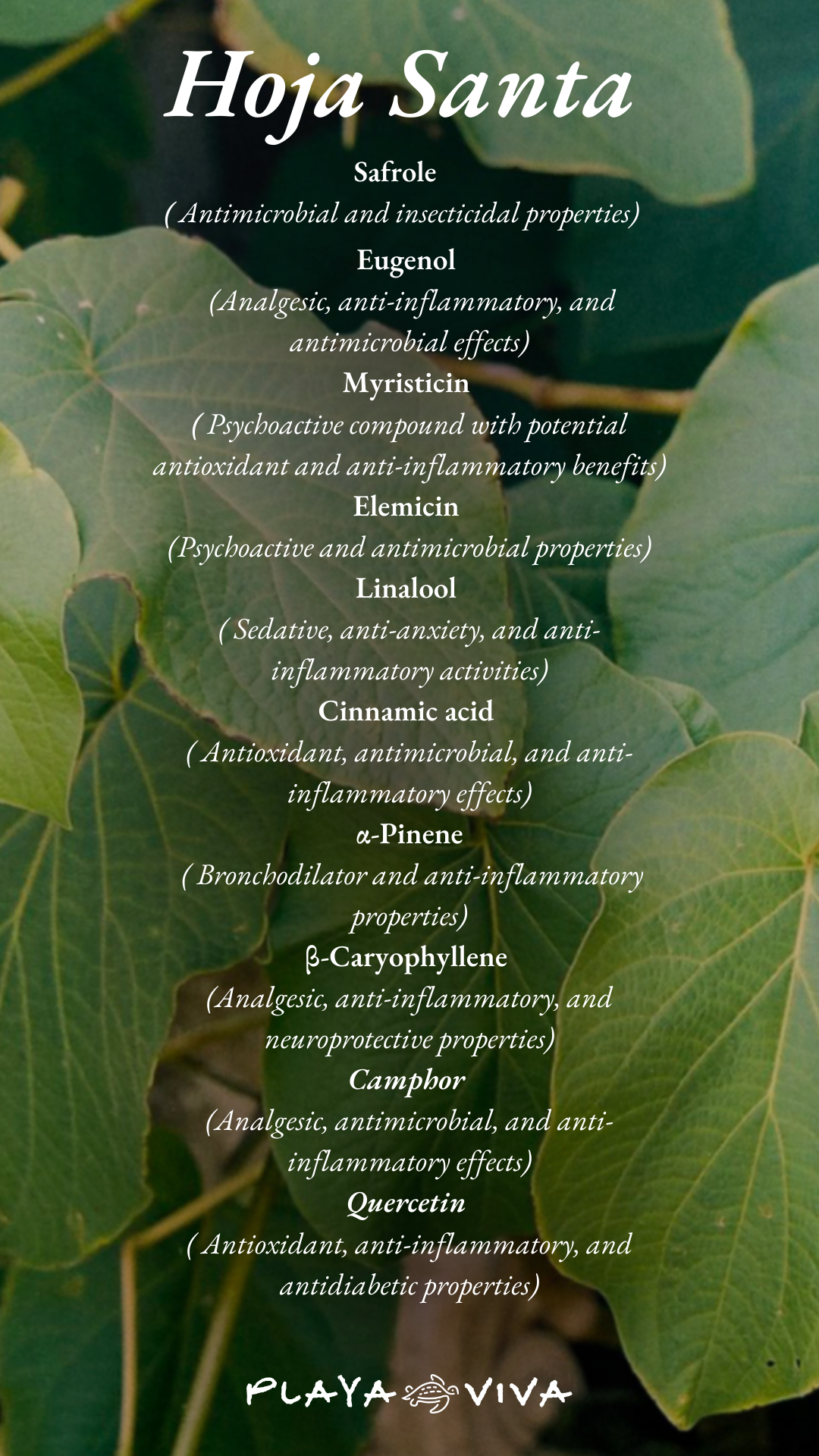Spanish poster titled “Hoja Santa” over green leaves, with a centered list of text and “Paz y Vida” at the bottom