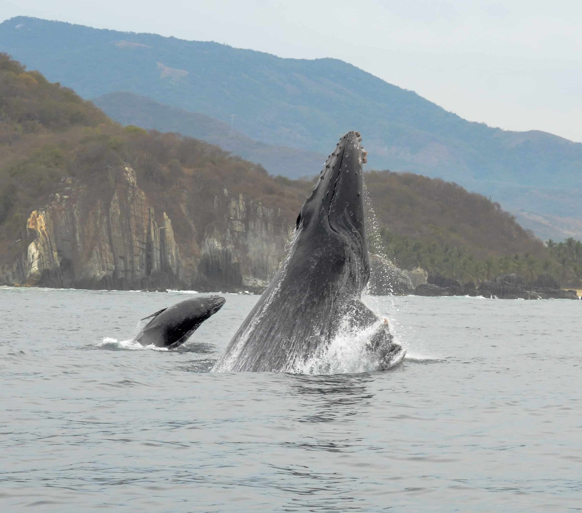 Two whales breaching in calm water with a rocky, forested coastline in the background