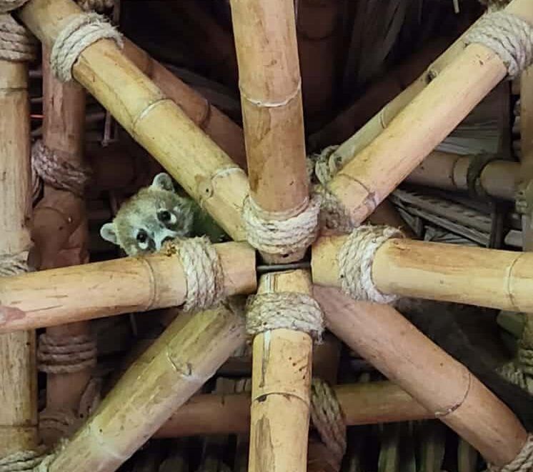 Bamboo pole joint lattice with rope bindings and a small frog peeking through the center.