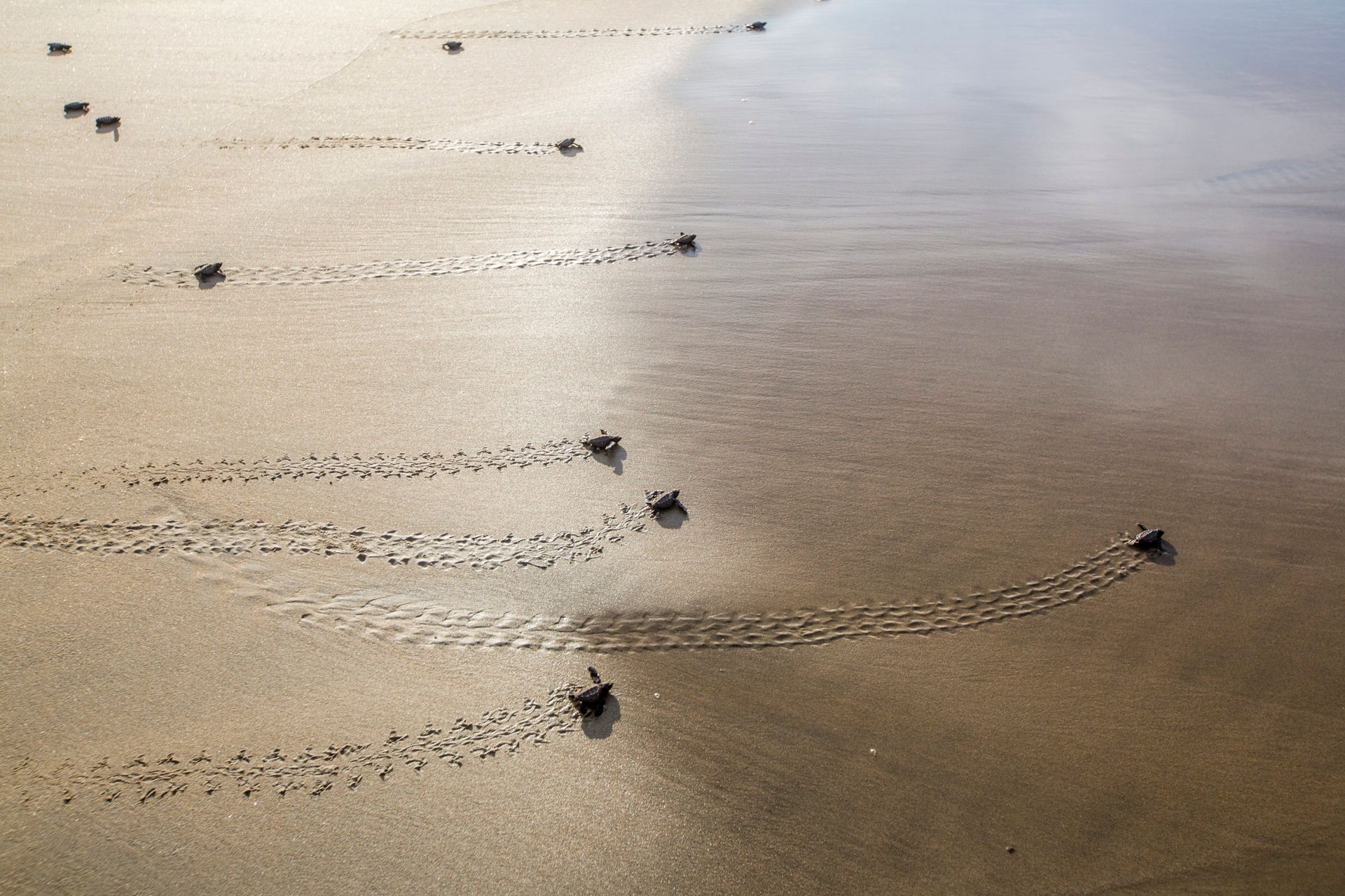 Small crabs leaving curved tracks across wet sand on a beach.
