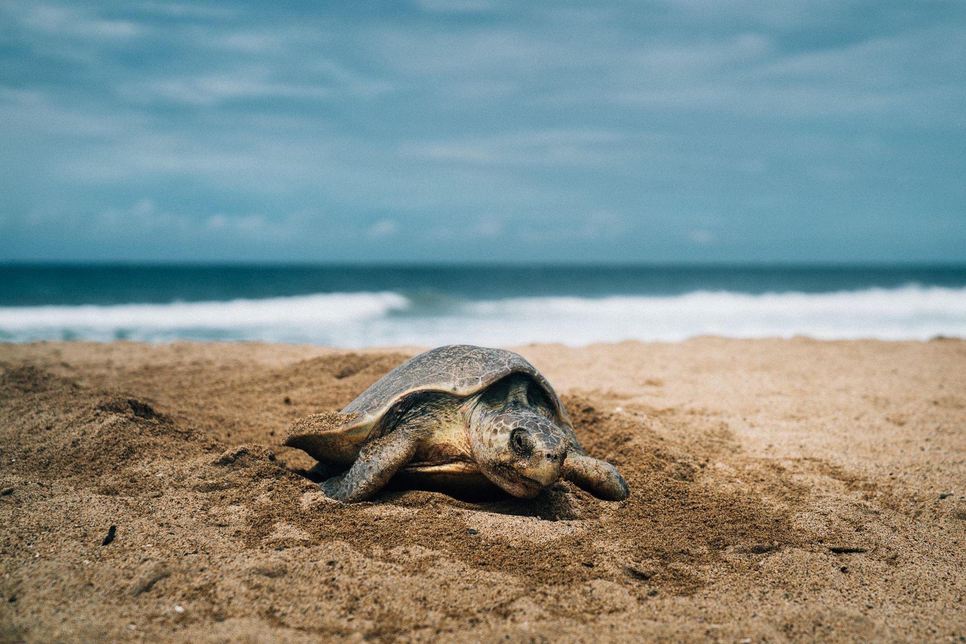 Sea turtle nesting on a sandy beach with ocean waves in the background