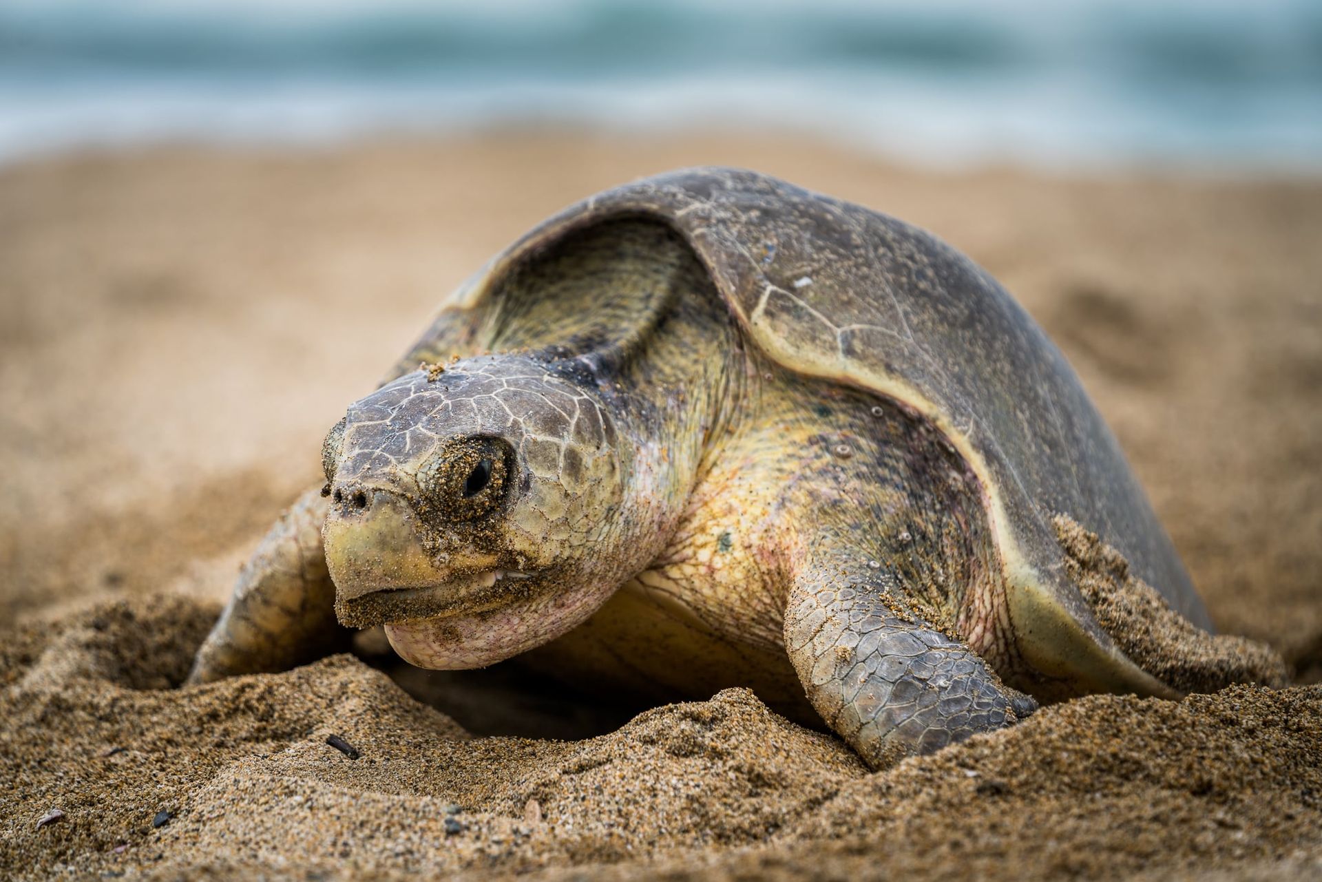 Large sea turtle resting on sandy beach with ocean blurred in the background