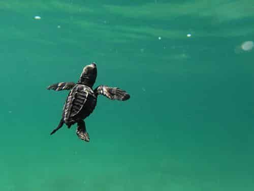 Baby sea turtle swimming in clear turquoise water