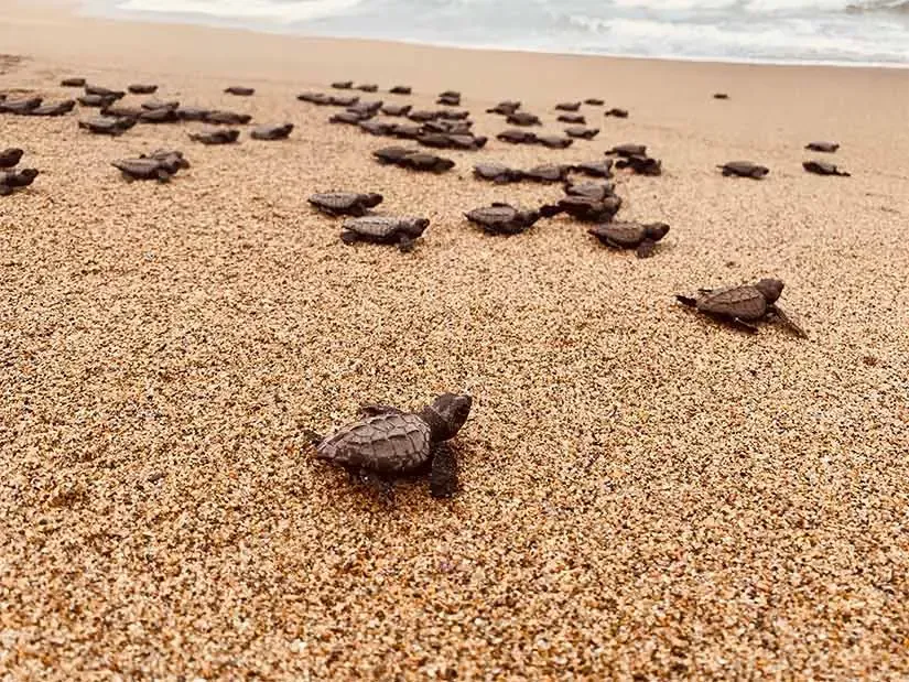 Scattered sea turtles hatchlings on a sandy beach near the shoreline