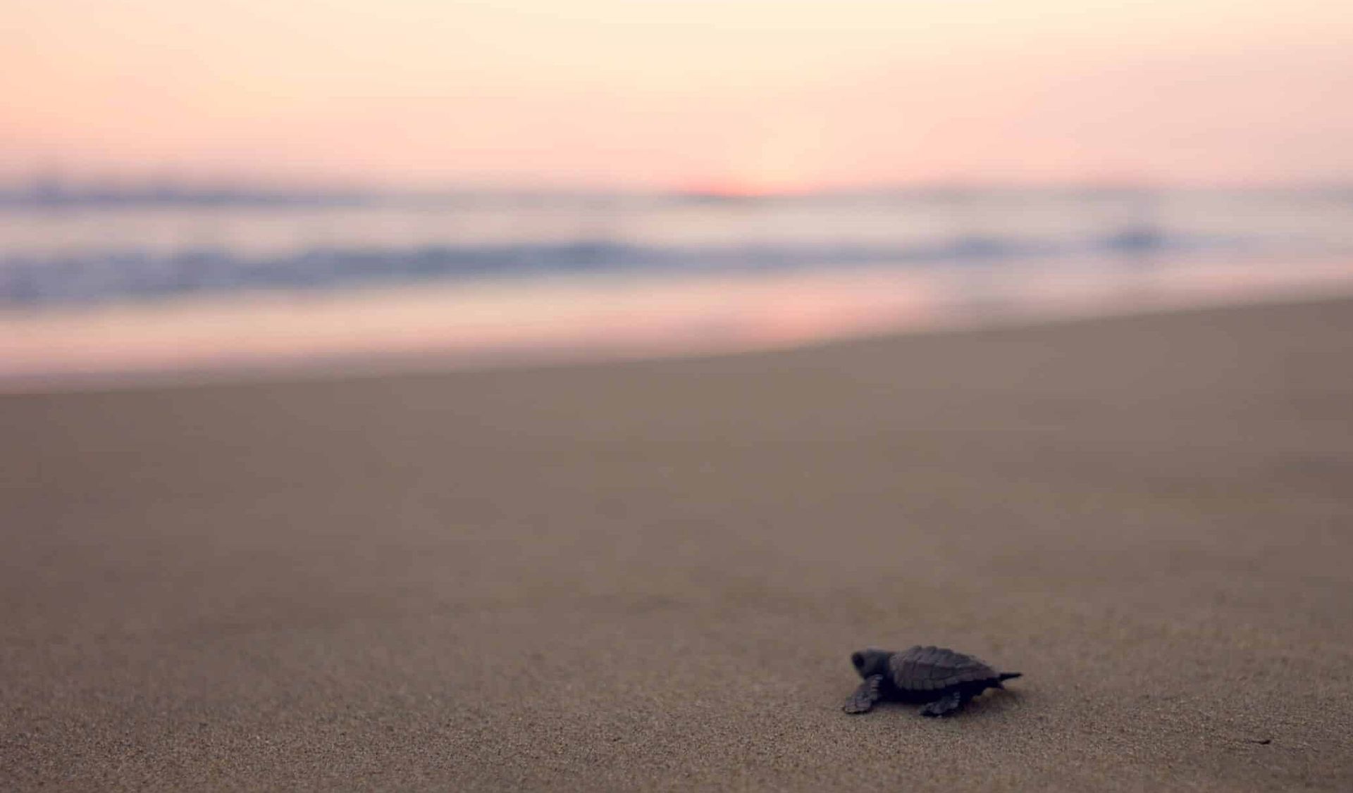 Small sea turtle hatchling on sandy beach with blurred ocean waves at sunset
