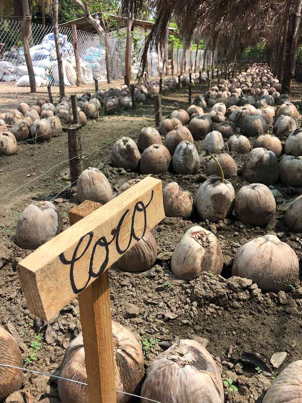Rows of coconuts drying on the ground under trees, with a wooden sign in the foreground.