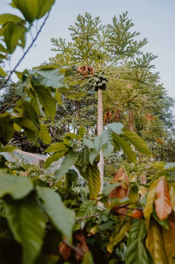 Tall pole with a nest among leafy trees, viewed through foreground foliage under a cloudy sky