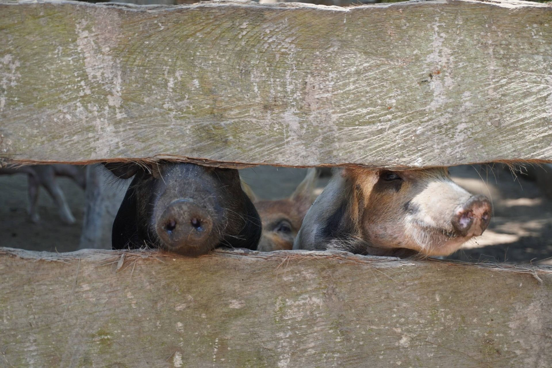 Two dogs peeking through a narrow gap in weathered wooden boards