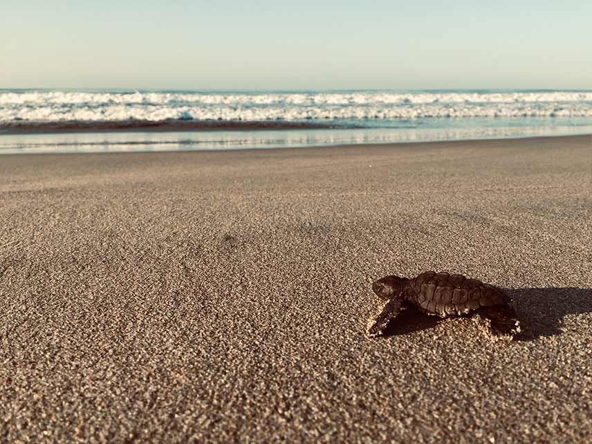 Sea turtle hatchling on a sandy beach with ocean waves in the background