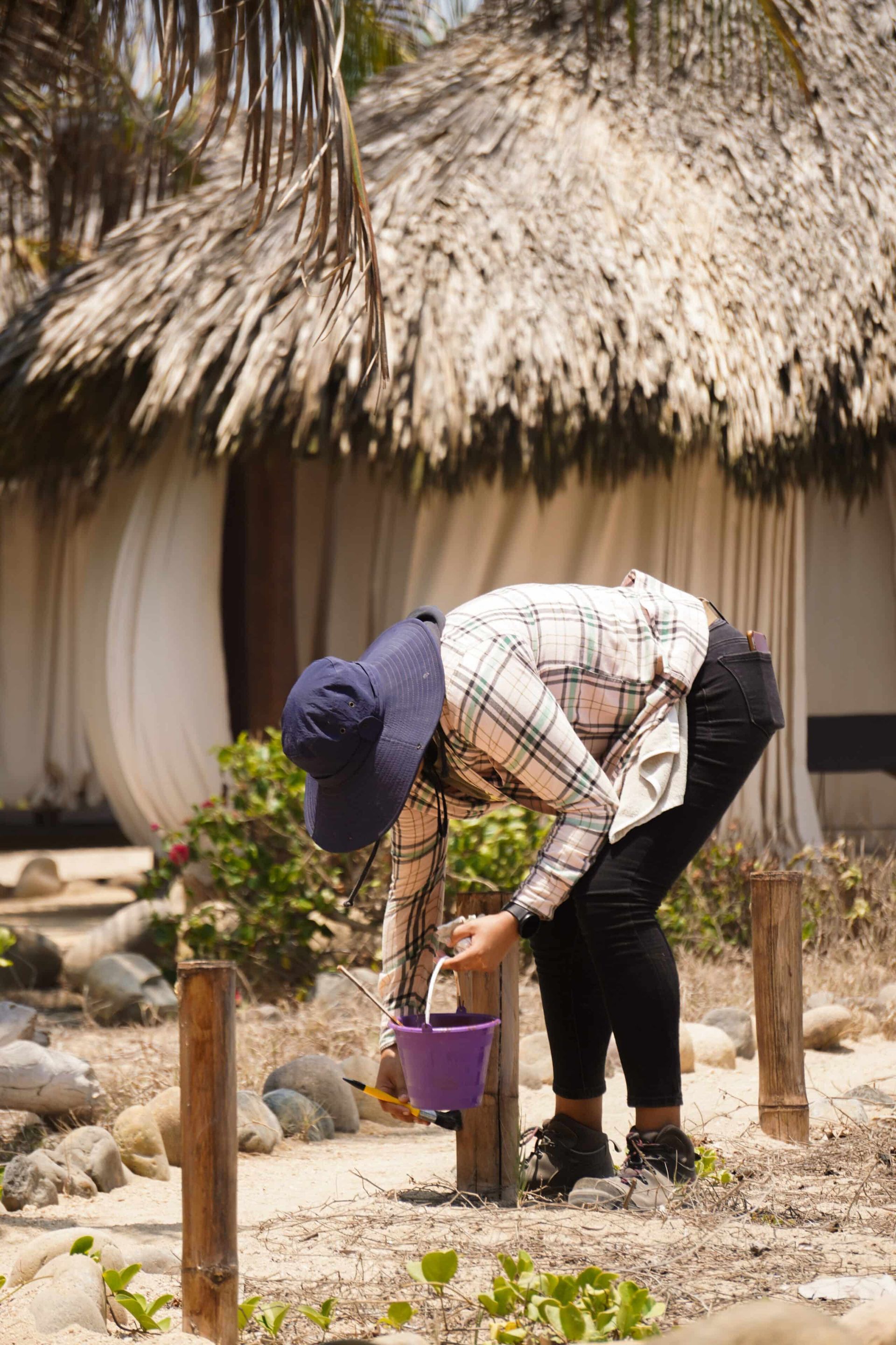 Person bending over a small garden, using a purple bucket in front of a thatched-roof hut