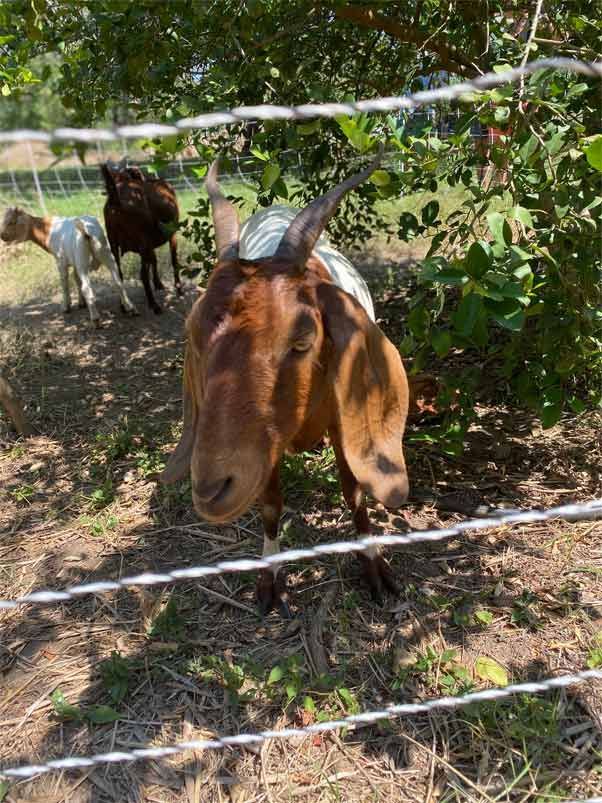 Brown goat behind wire fence in sunny grassy enclosure, with two goats in the background