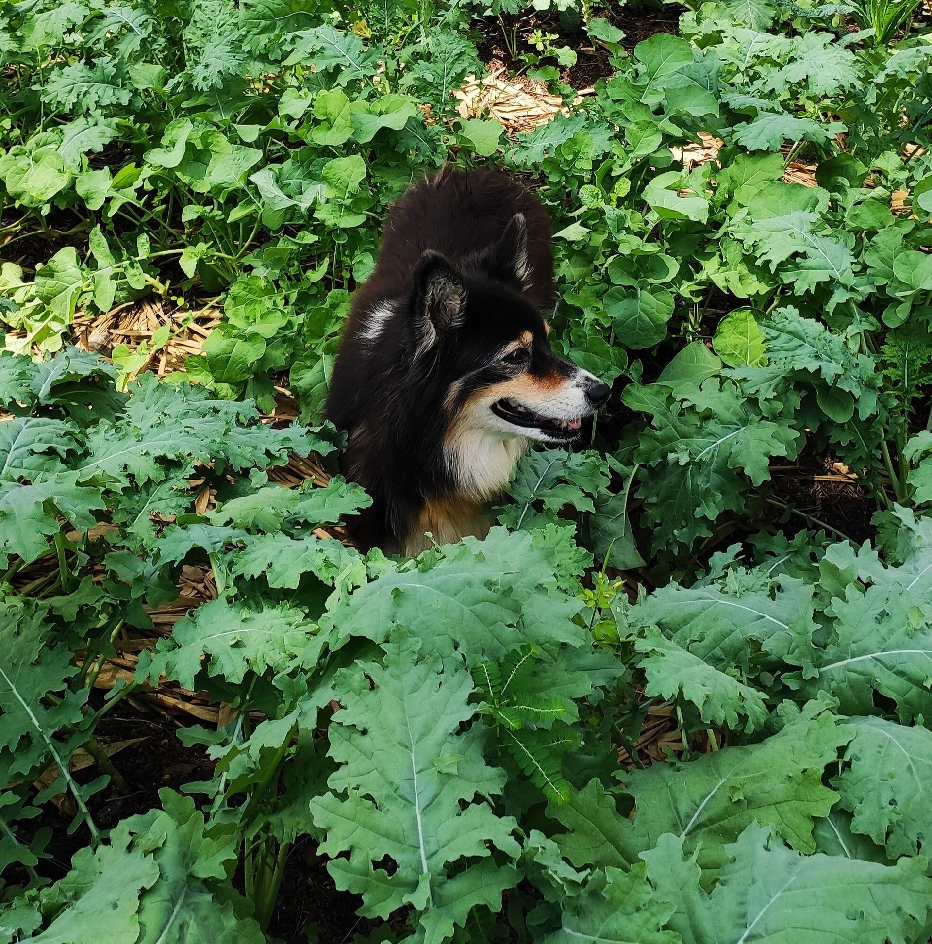 Black dog standing in dense green foliage, looking to the right.