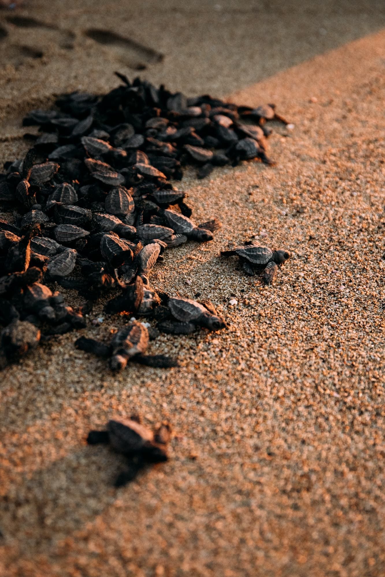 Baby sea turtles hatching on a sandy beach, clustered near the nest