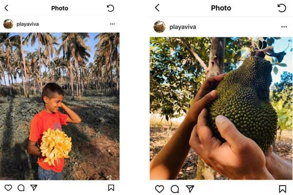 Child holding harvested fruit in a tropical orchard