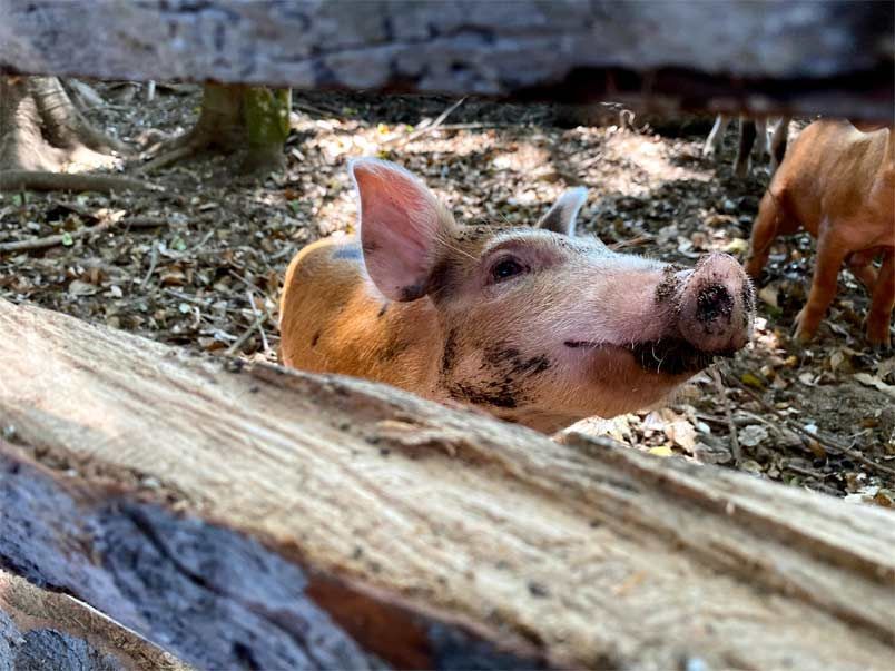 Pink piglet peeking through a wooden fence in a muddy pen