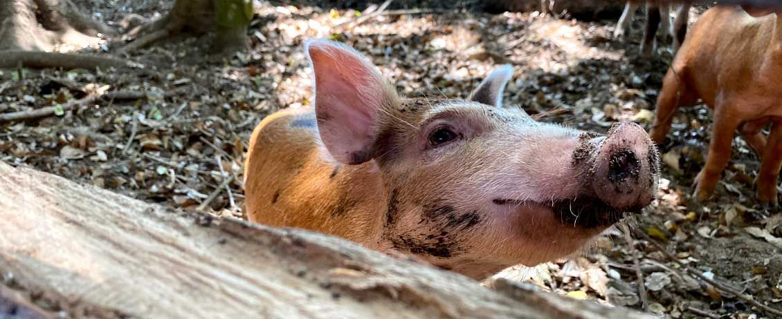 Pink piglet lying in dry leaves, with another pig in the background