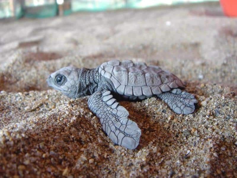Baby sea turtle on sandy beach, crawling toward the ocean.