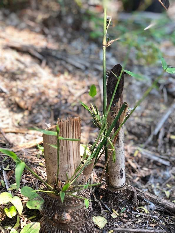 Young green shoots growing from cut tree stumps in a forest clearing