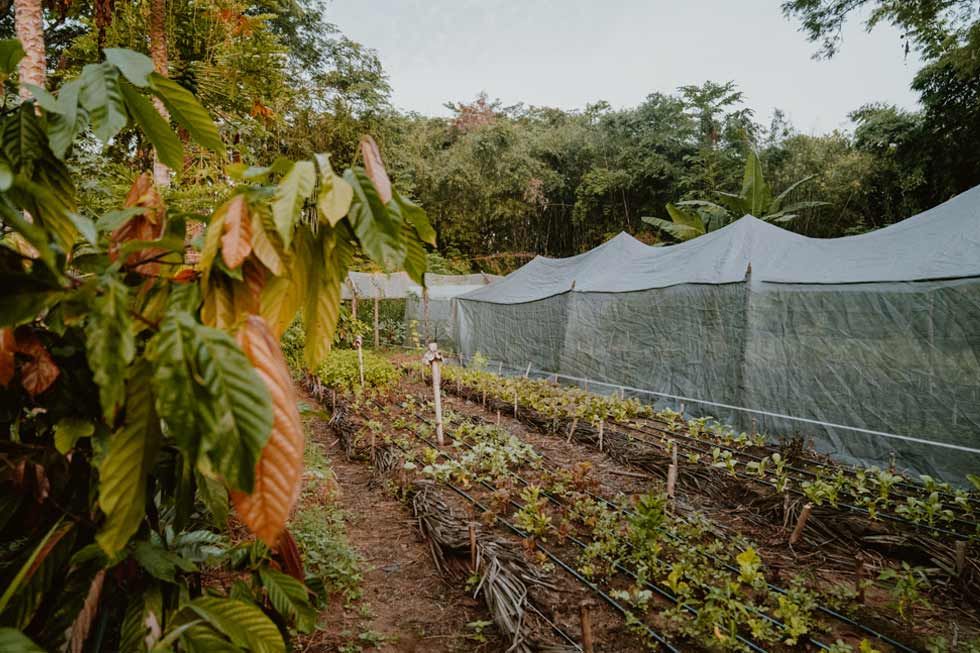 Rows of young plants in a garden beside white mesh netting and dense greenery