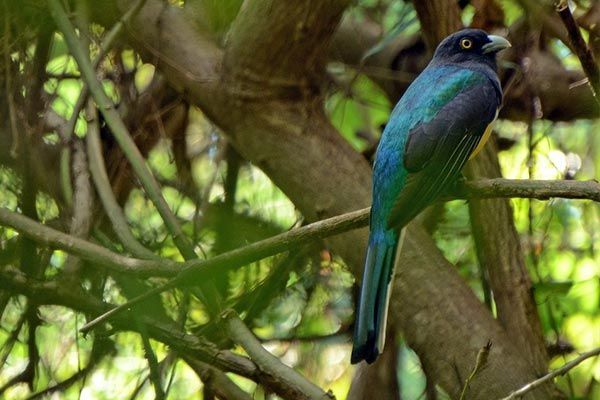 Blue-green bird perched on a branch in a leafy forest setting
