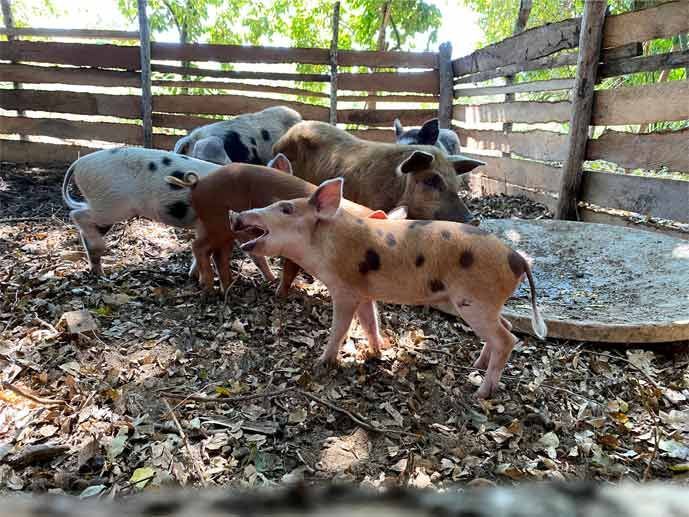 Piglets of various colors standing in a dirt pen with wooden fencing and sunlight filtering in.