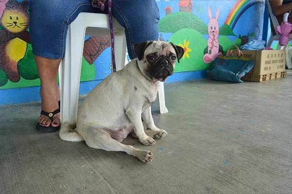 Pug sitting on a concrete floor beside a person’s legs, with colorful mural and bunny decoration in the background