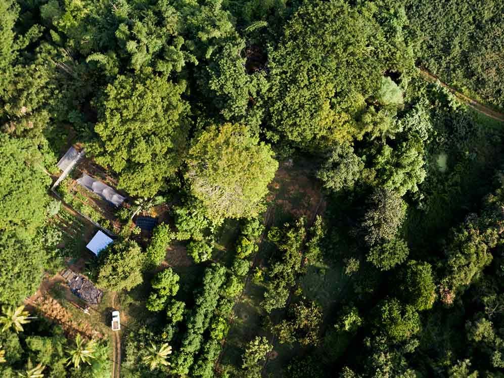 Aerial view of a small house surrounded by dense green trees and vegetation
