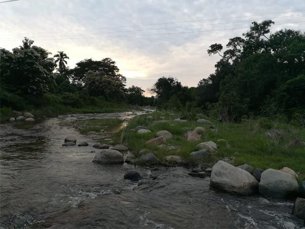 Rocky stream flowing through a lush green forest at dusk under a cloudy sky