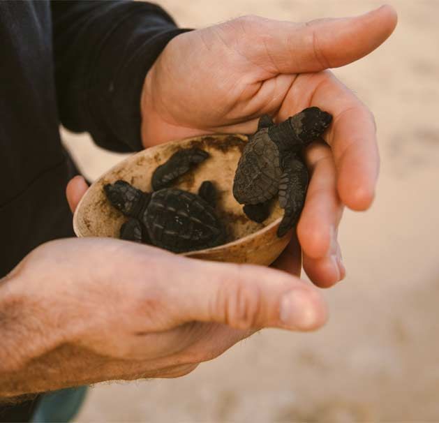Hands holding a small bowl of baby sea turtles on a sandy beach