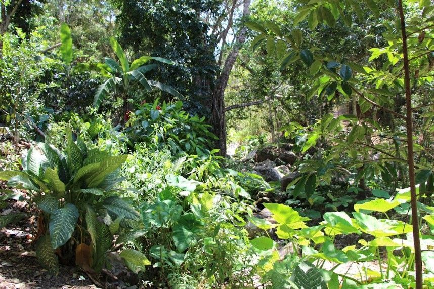 Dense tropical garden with lush green foliage and tall trees in bright daylight