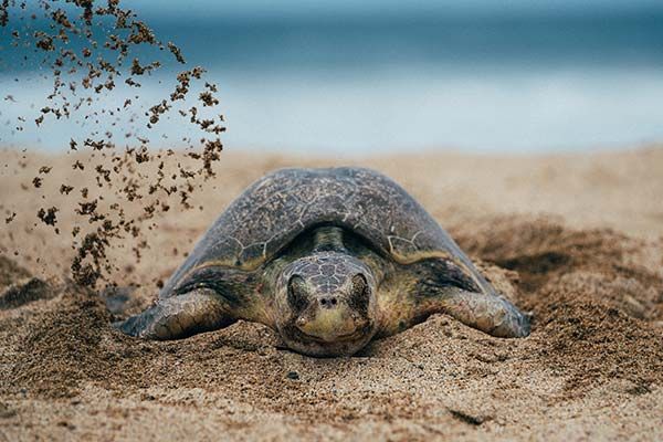 Sea turtle resting on sandy beach as sand sprays behind it near the shoreline