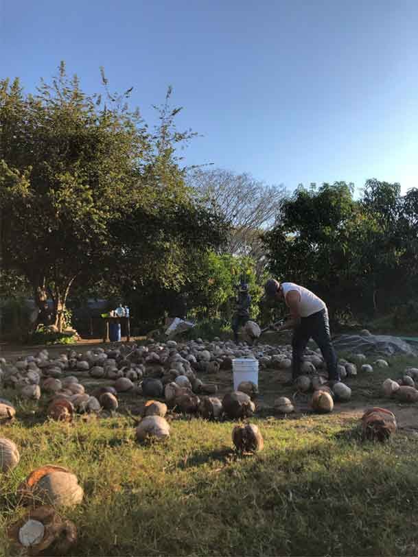 Person tending a stone garden in a grassy yard at sunset, with trees and many rounded rocks.