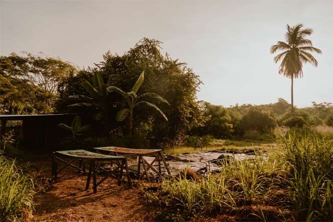 Sunlit tropical garden with dense greenery, a small table, and a tall palm tree in the background