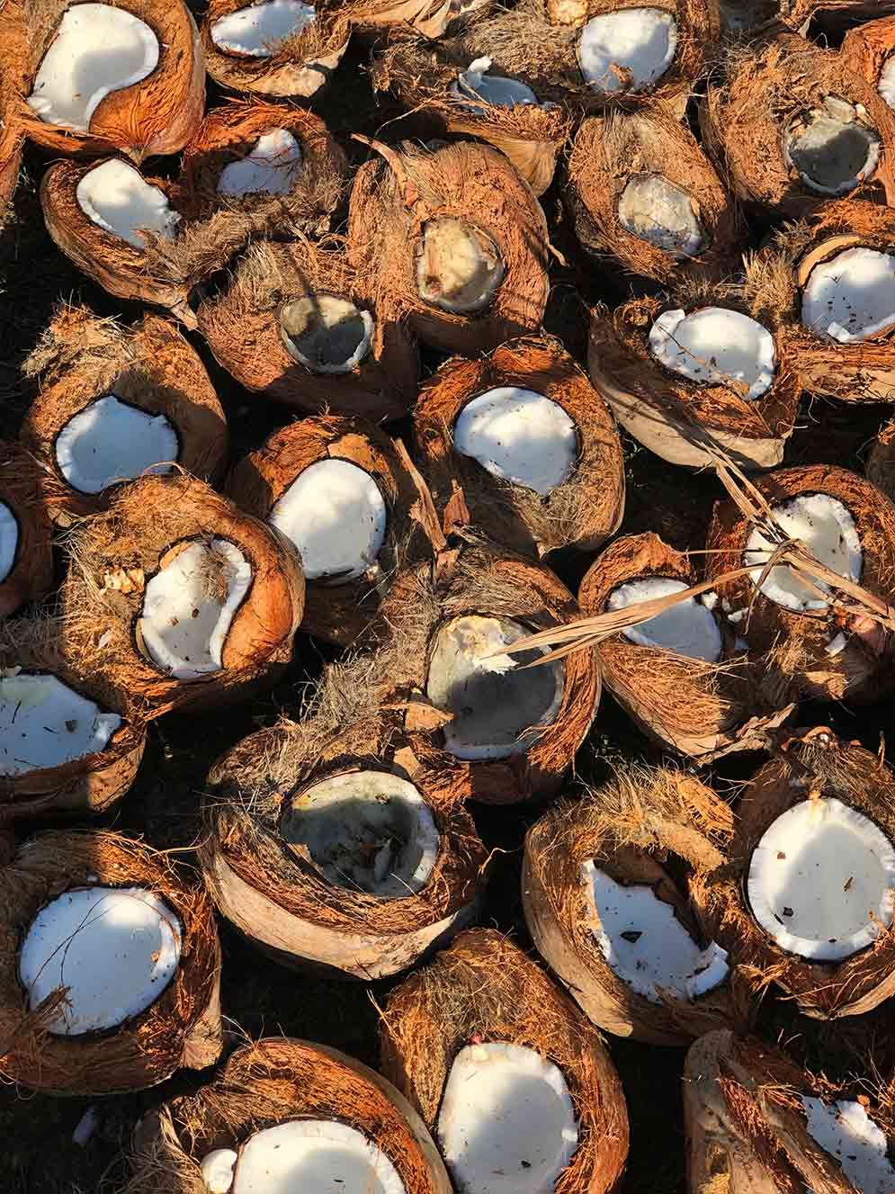 Piled roasted coconut halves with white flesh and brown shells, viewed from above