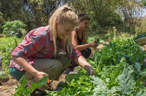 Two people harvesting leafy greens in a sunny garden plot