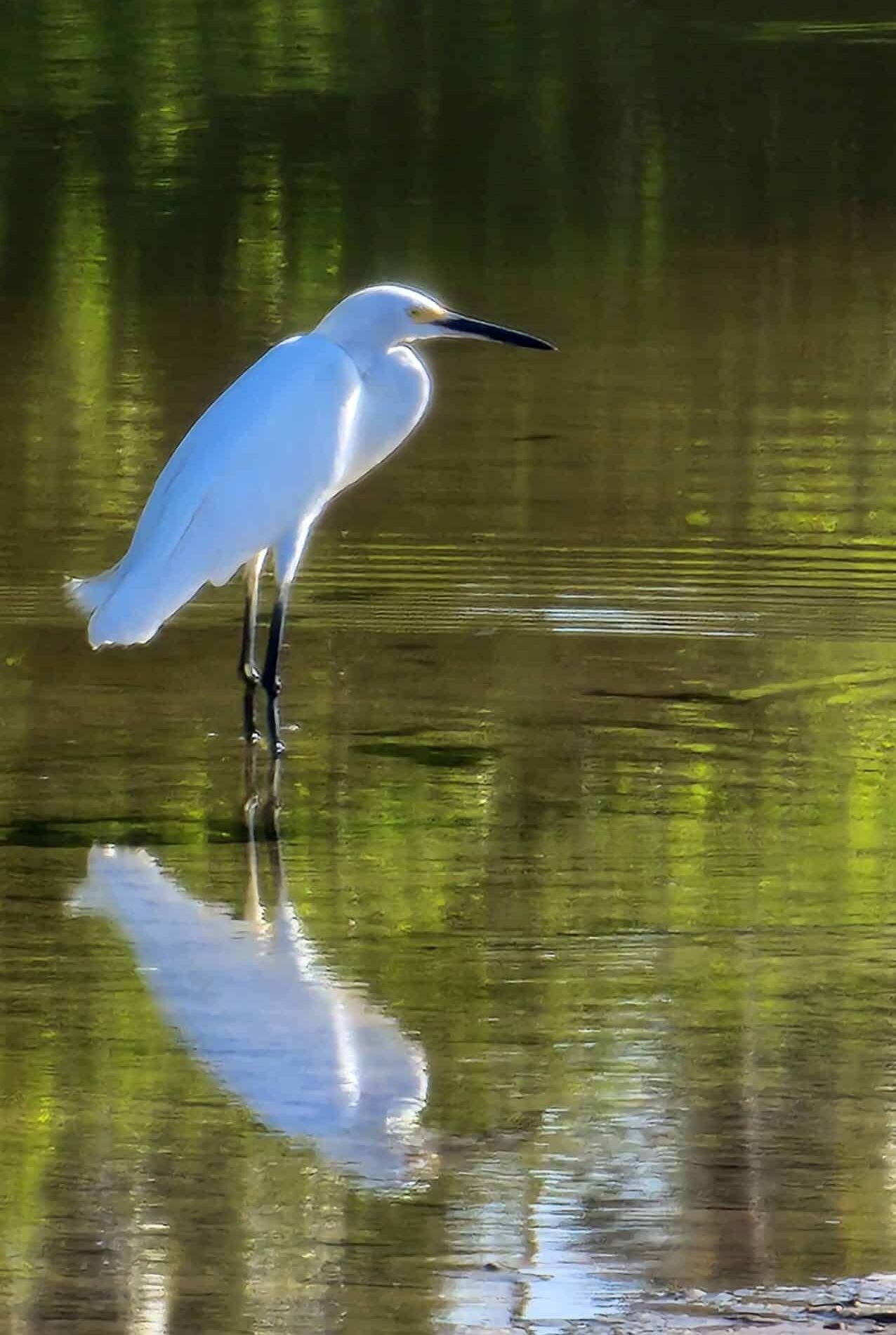 White egret standing in shallow water with its reflection, against a green marshy background
